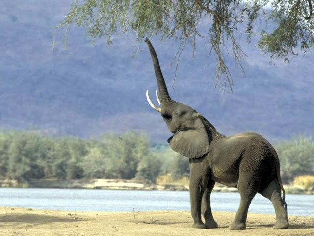 African Elephant Reaching for branches