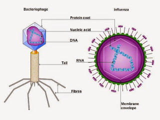 Pengertian, Struktur, Sejarah Penemuan Virus