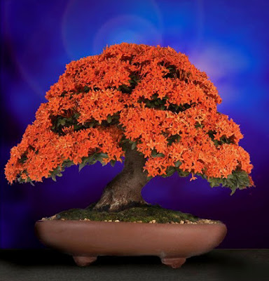 Indahnya Bonsai Bunga Asoka