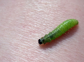 This caterpillar came home unnoticed on my shirt. Hayes Common, 8 May 2011.