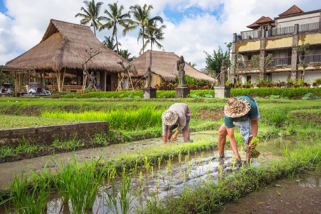 Desa Ubud Bali