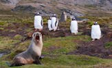 Hábitat natural de los pinguinos (8 fotos lindas)