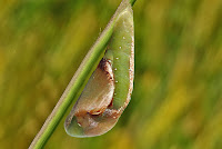 Loxura atymnus pupa