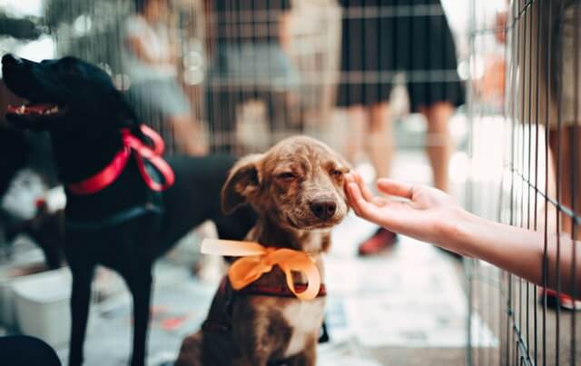 Dog Stuck In Shelter For 2,381 Days Never Gave Up Hope