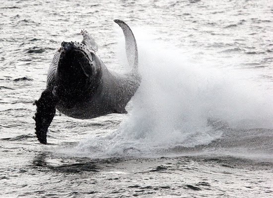 Leaping Humpback