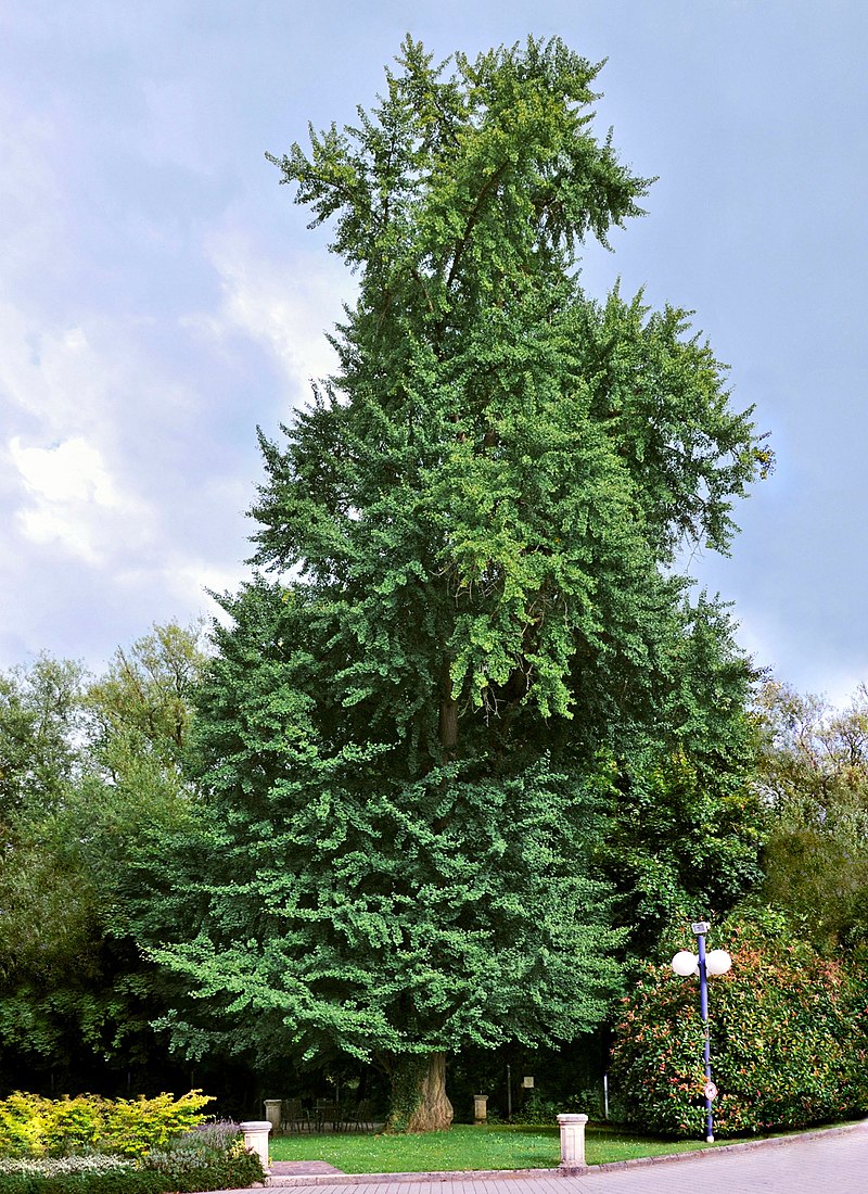 Info Hewan Tumbuhan Prasejarah Ginkgo pohon konifer 