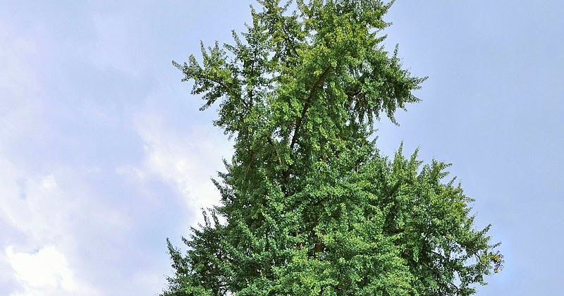 Info Hewan Tumbuhan Prasejarah Ginkgo pohon konifer 