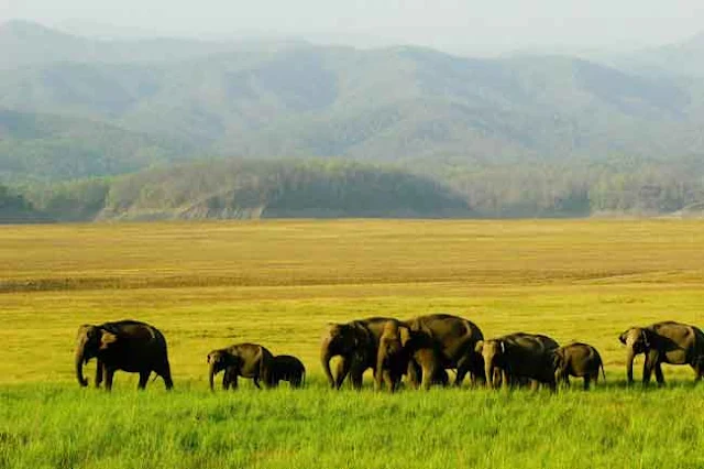 la parc national Jim Corbet