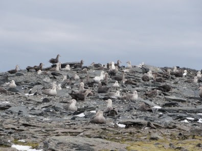 Os poluentes orgânicos são persistentes no meio ambiente, têm ação cancerígena, além de causar disfunção hormonal e problemas reprodutivos nas aves.  Estudo identifica contaminantes orgânicos no sangue de petréis-gigantes. Na foto, colônia de petréis gigantes na ilha Elefante, no arquipélago das Shetland do Sul, na Península Antártica – Foto: Fernanda Imperatrice Colabuono  Pesquisadores confirmaram a presença de contaminantes orgânicos no sangue de petréis-gigantes do sul de diversas colônias na Península Antártica. Estudos de carcaças e outros tecidos já tinham dado sinais da contaminação, agora confirmados a partir de amostras de sangue em que foi detectada a presença de diversas substâncias nocivas, entre as quais o DDT, pesticida banido nos Estados Unidos em 1972, quando se constatou que seu uso ameaçava a sobrevivência de diversas espécies de aves de rapina.  A pesquisa foi realizada pela bióloga Fernanda Imperatrice Colabuono, do Instituto Oceanográfico (IO) da USP. Ela estudou os animais das colônias de petréis-gigantes das ilhas Elefante e Livingston, no arquipélago das Shetland do Sul, na Península Antártica, com bolsa de pós-doutorado e bolsa de estágio de pesquisa no exterior da Fundação de Amparo à Pesquisa do Estado de São Paulo (Fapesp).  A pesquisa teve apoio também da Universidade do Vale do Rio dos Sinos e do National Institute of Standards and Technology dos Estados Unidos, com o apoio logístico do Programa Antártico Brasileiro.  O petrel-gigante-do-sul (Macronectes giganteus) é um animal magnífico e um importante predador de topo no Atlântico Sul e Oceano Austral. Com envergadura de asas de cerca de 2 metros, é uma das maiores aves voadoras do planeta, menor apenas que o albatroz e o condor. São também longevos. Petréis-gigantes podem viver mais de 50 anos. Passam a vida nos céus dos mares do Sul do planeta, à procura de comida.  Na época do acasalamento, durante o verão antártico, os petréis-gigantes retornam à mesma colônia onde nasceram. Para os biólogos, essa é uma vantagem para o estudo da espécie. Uma vez identificado e marcado, um indivíduo pode ter sua vida estudada por vários anos.  Nos verões antárticos de 2011/2012 e 2012/2013, Colabuono coletou amostras de sangue de 113 indivíduos e constatou a presença de contaminantes orgânicos como bifenilos policlorados (PCBs), hexaclorobenzeno (HCB), pentaclorobenzeno (PeCB), diclorodifeniltricloroetano (DDTs) e derivados, o pesticida clordano (banido nos Estados Unidos em 1988) e o formicida Mirex (banido nos Estados Unidos em 1978 e recentemente no Brasil).  Segundo Colabuono, todos esses poluentes orgânicos são persistentes no meio ambiente, têm ação cancerígena, causam disfunção hormonal e problemas reprodutivos. Os resultados foram publicados num artigo em Environmental Pollution.  Colabuono afirma que, comparado aos níveis de contaminação nas aves do hemisfério norte, os níveis de contaminação detectados nas colônias de petreis na Península Antártica ainda são baixos. O objetivo agora é monitorá-los no longo prazo, para se “ter um indicativo da tendência de aumento ou decréscimo desses contaminantes ao longo dos anos no ambiente em que estas aves vivem”, diz a bióloga.  Cadeia de contaminação  O DDT é transportado pelo ar e pela chuva. Uma vez em rios e lagos, se acumula na cadeia alimentar. Os insetos contaminados são comidos por peixes e estes por outros predadores. Em cada patamar da cadeia alimentar o nível de acúmulo de DDT nos tecidos aumenta.  Seus efeitos nocivos se tornam mais visíveis quando se atinge o ápice da cadeia, nos predadores de topo. O petrel-gigante é um deles. Ele se alimenta de peixes, lulas e até de carcaças de outras aves. Ou seja, no trajeto de uma longa vida, ao comer centenas de quilos de peixes contaminados, a quantidade de contaminantes nos tecidos do petrel sempre aumenta.  Foi o que aconteceu nos Estados Unidos com os falcões-peregrinos e os condores da Califórnia. Nos anos 1960, suas populações começaram a declinar dramaticamente. Os condores chegaram a contar apenas umas poucas centenas de indivíduos. Estavam a um passo da completa extinção.  Foi quando se descobriu o papel do DDT naquela tragédia. Ao se acumular no corpo das fêmeas adultas, o DDT era repassado à casca de seus ovos, que se tornavam finas e frágeis, partindo com grande frequência. A reprodução da espécie estava ameaçada. Em 1972, a produção, comercialização e o uso do DDT foram banidos nos Estados Unidos. Com o tempo, as populações de falcões e condores começaram a se recuperar.  O Brasil é atualmente o maior consumidor mundial de agrotóxicos. O uso proibido do DDT foi proibido pela Agência Nacional de Vigilância Sanitária (Anvisa) apenas em 2009 – mas, como ele persiste no meio ambiente, sua presença ainda é detectada nos tecidos de animais como o petrel. A preocupação de Colabuono em acompanhar a vida de seus petréis-gigantes tem fundamento.  O artigo de Fernanda I. Colabuono, Stacy S. Vander Pol, Kevin M. Huncik, Satie Taniguchi, Maria V. Petry, John R. Kucklick, Rosalinda C. Montone, Persistent organic pollutants in blood samples of Southern Giant Petrels (Macronectes giganteus) from the South Shetland Islands, Antarcticafoi publicado em Environmental Pollution.    Peter Moon/ Agência Fapesp