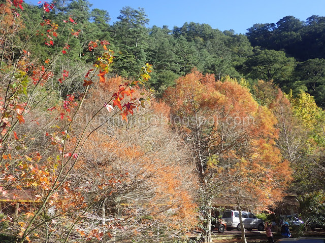 Wuling Farm maple autumn foliage