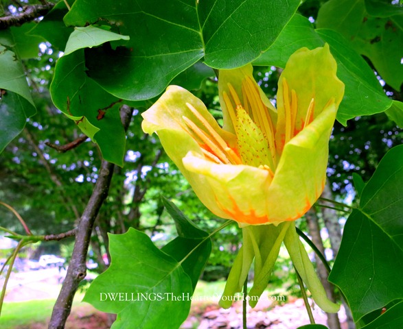 tulip poplar