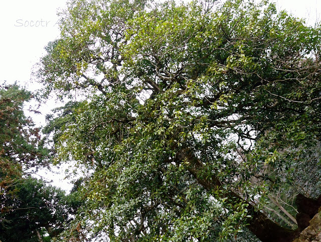 Ilex latifolia