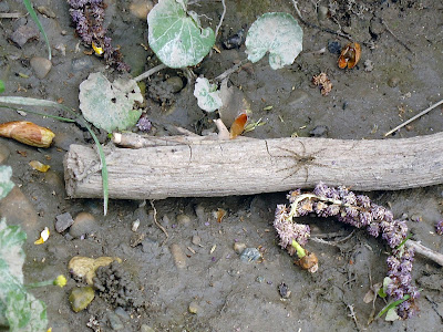 Spider on a piece of wood.