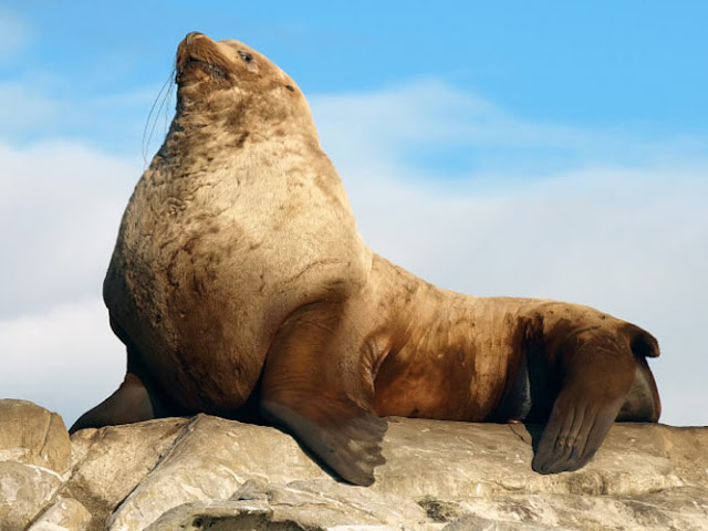 Stellar Sea Lion on a rock.