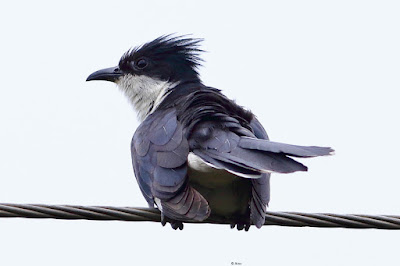 "Pied Cuckoo, perched on a high tension wire."