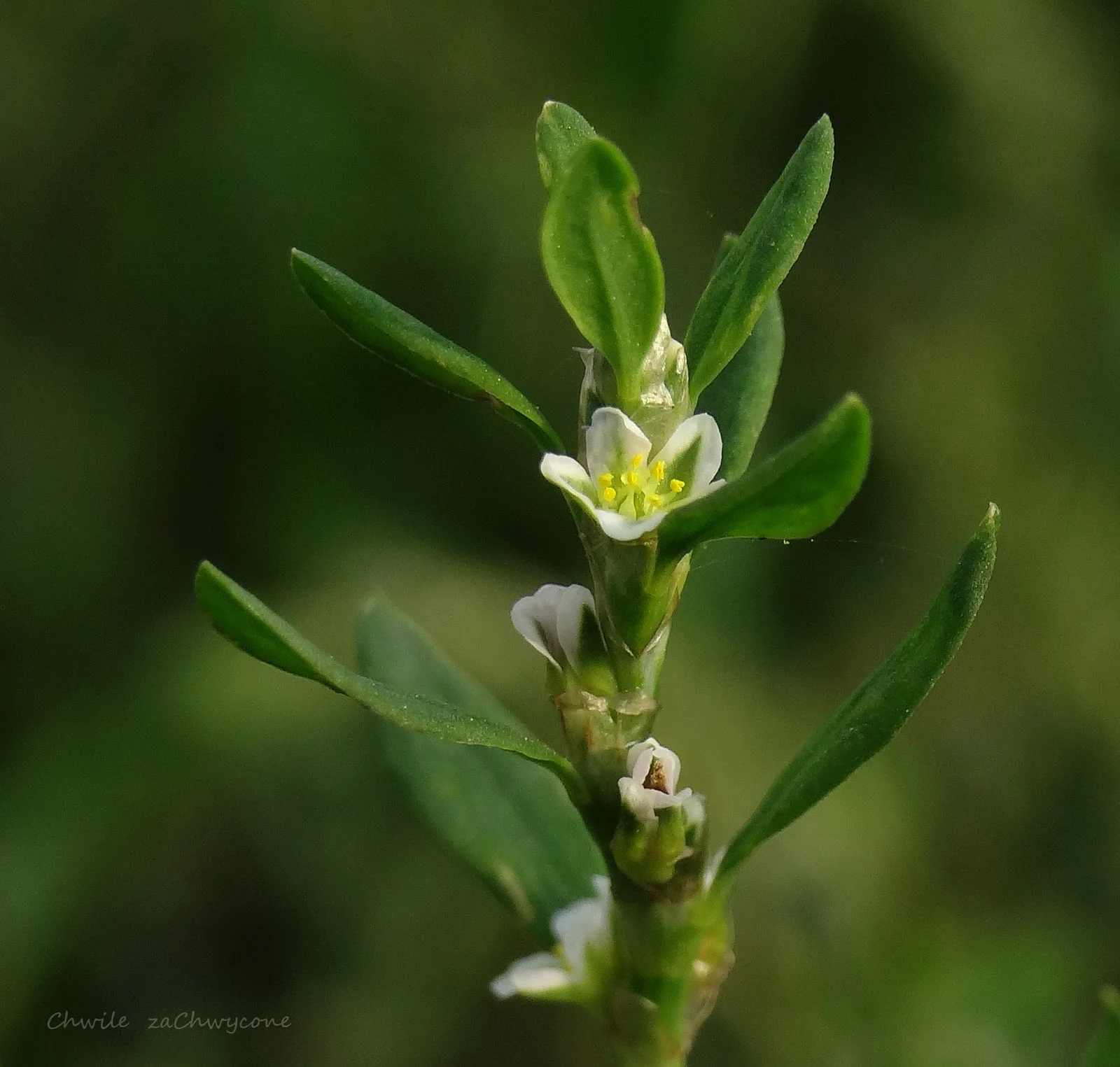 Rdest ptasi, rdest różnolistny, Polygonum aviculare