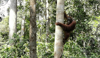 Indonesia, Borneo, Parque Nacional Tanjung Puting.