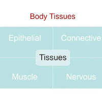 Nervous system PDF | PPT