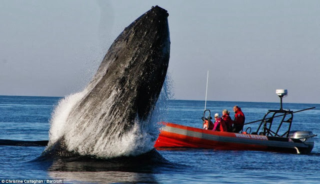 Image result for new boat for campobello whale rescue team