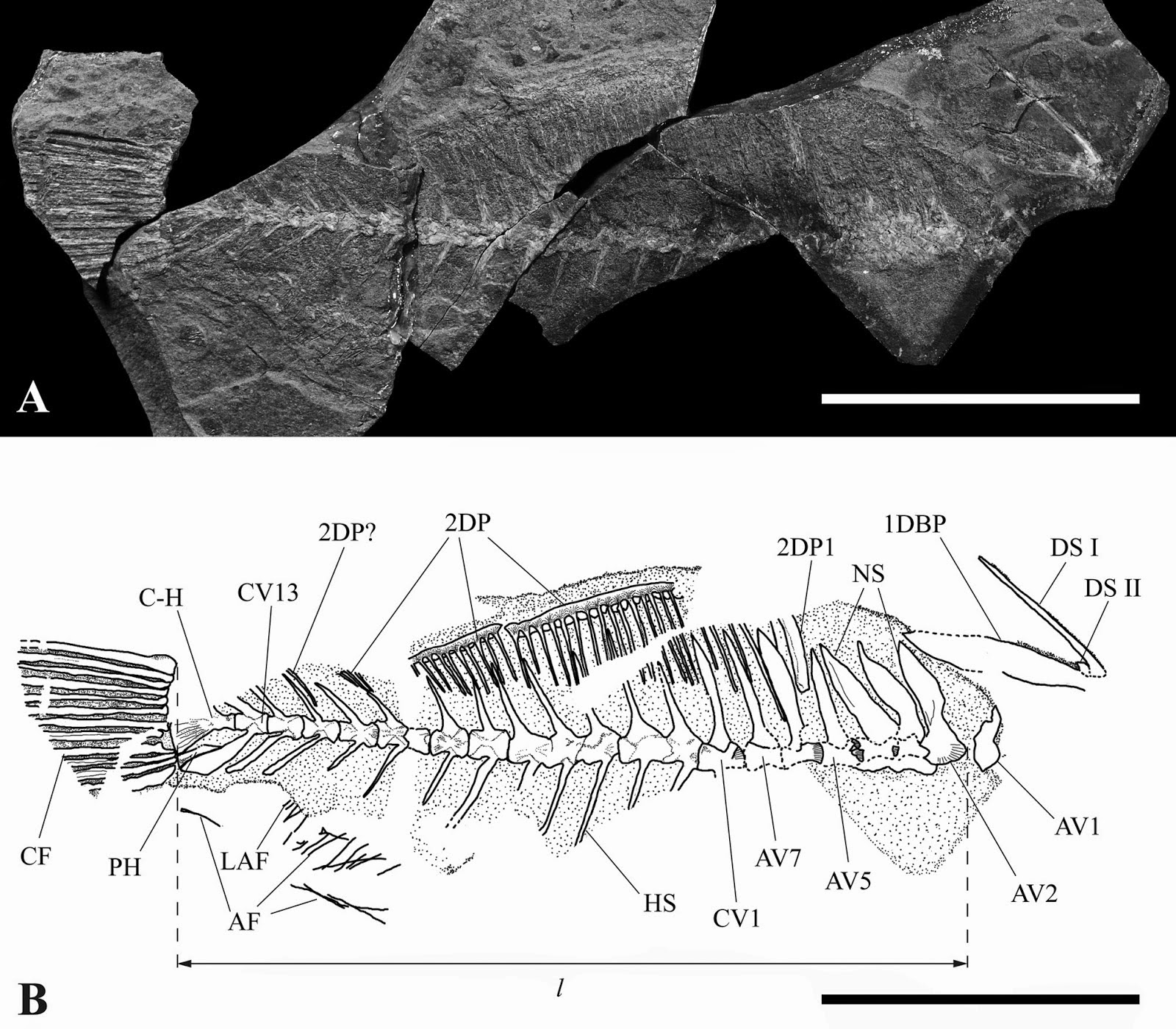 http://sciencythoughts.blogspot.co.uk/2014/06/a-fossil-filefish-from-middle-miocene.html