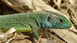 Lacerta viridis viridis male DSC51763