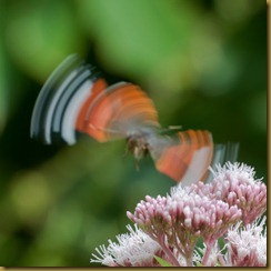 Red Admiral taking off from Valerian