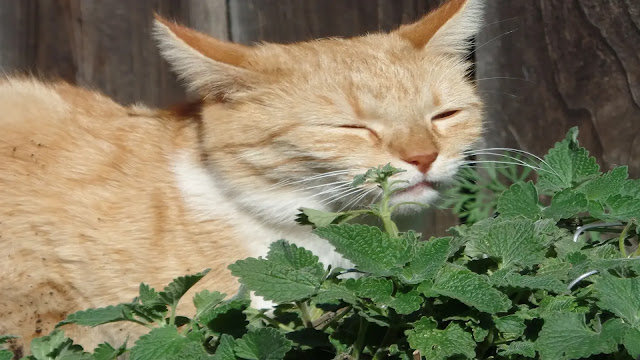 Cat with catnip plant