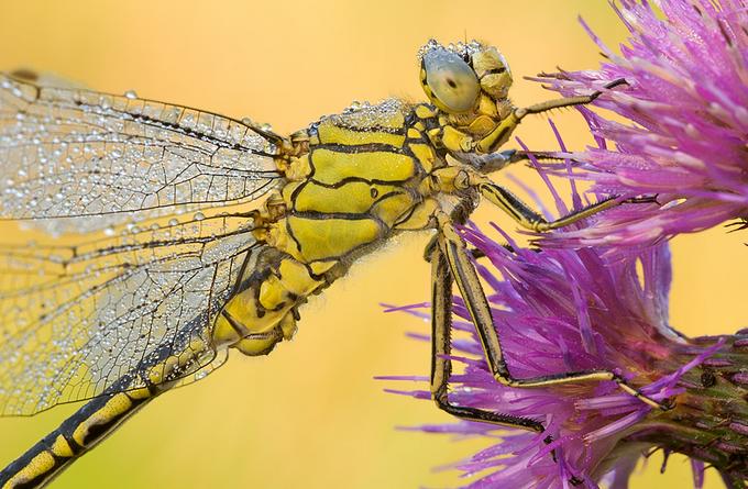 Insectos Sorprendentes