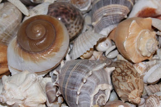 There are people who collect, sell, and so crafts with seashells. Consider how they are engineered to be developing homes, plus variety and color.