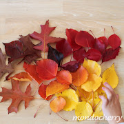 I am loving autumn in Melbourne. This afternoon the kids and I went for a . (autumn leaves )