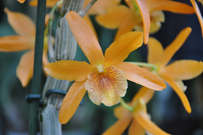 Dendrobium Stardust orchid hybrid care and culture