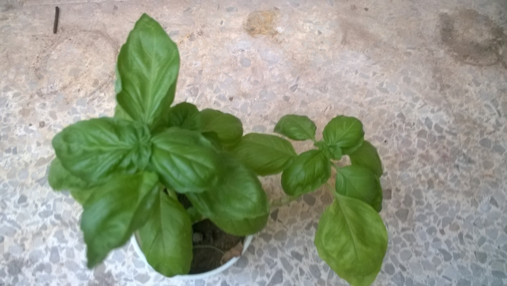 my basil seedling is ready to take place in my organic garden