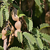 Tamarin, Djambang, Asam Jawa (Indonesian)