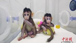 clone macaques