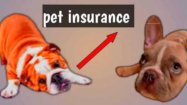 dog insurance dog insurance canada dog insurance comparison dog insurance cost dog insurance germany  dog insurance ireland dog insurance ontario  dog insurance plans  dog insurance texas  dog insurance uk dog insurance india