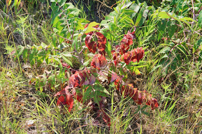 sumac's sudden splash of Summer red