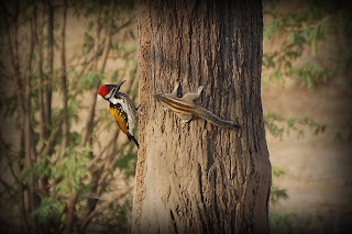 Woodpecker