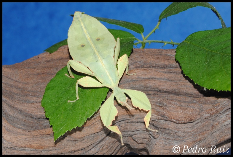 Ninfa macho L7 de Cryptophyllium westwoodii, 6 cm de longitud