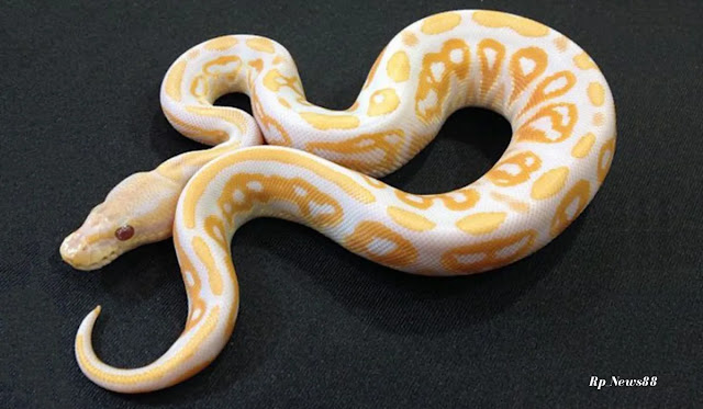 Lavender Albino Python price Ball Python