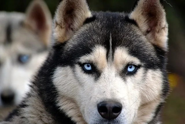 siberian husky black and white blue eyes