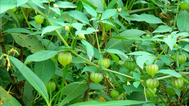 Cara Berkebun Ciplukan Cara Berkebun