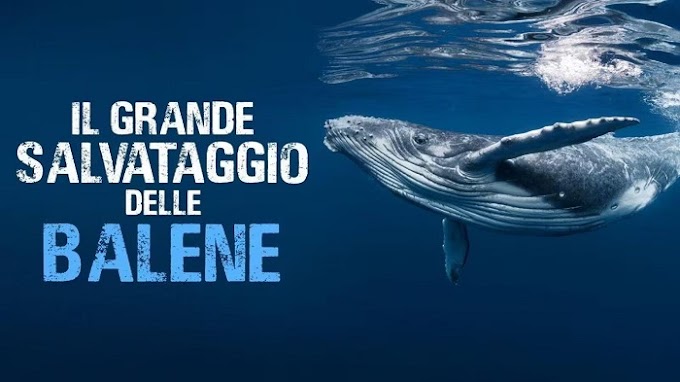 Tv, lunedì 17 luglio su Rai 5 in prima visione il documentario 'Il grande salvataggio delle balene'