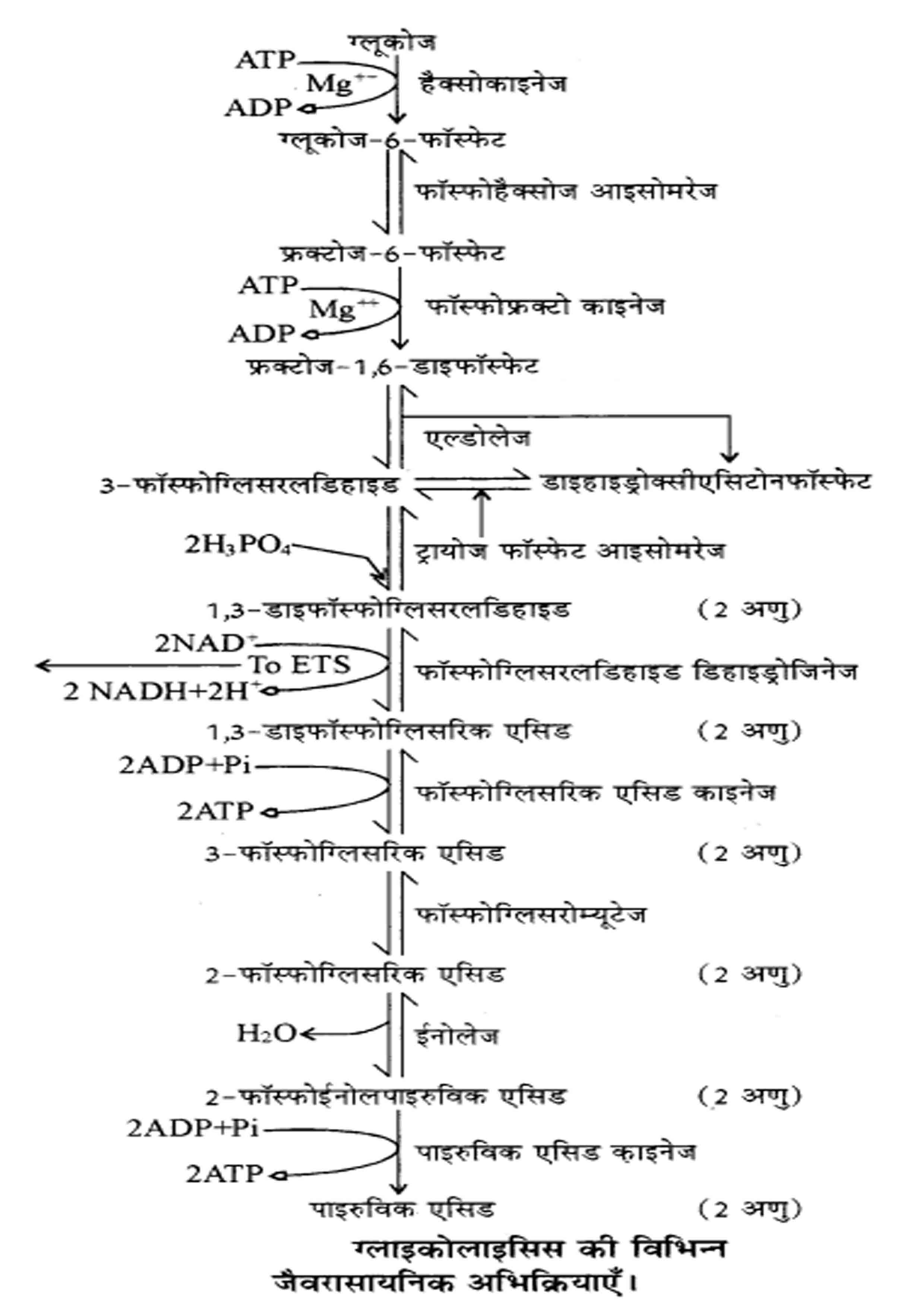 ग्लाइकोलाइसिस क्या होता है इसके विभिन्न पद (चरण) | Glycolysis Steps and Explanation  in Hindi