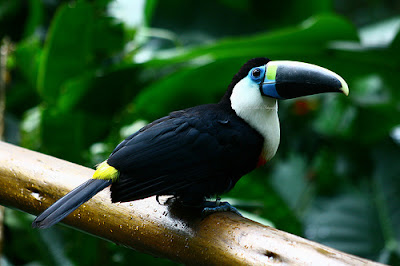 Foto: aves del Valle del Cauca colombia