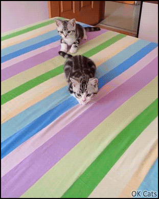 Funny Kitten GIF • Two funny and cute kittens stalking in sync. Amazing and purrfect timing! [ok-cats.com]