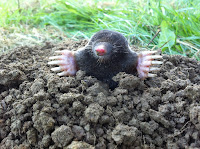 Mole Control In Surrey