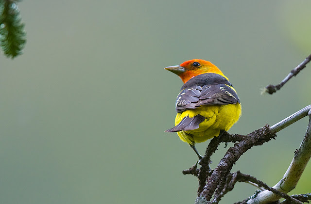 20 Imagenes de la Naturaleza (Sorprendente y Hermona)