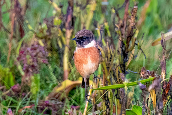 Stonechat