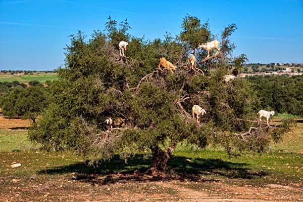 Which are clean and pressed to make Argan oil. - Imagine Driving Down The Road And Seeing THIS In The Trees. Seriously, This Is Crazy.