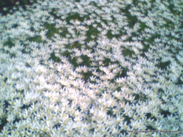 兰花-花:AM09020512090474